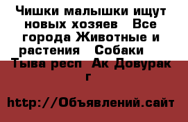   Чишки-малышки ищут новых хозяев - Все города Животные и растения » Собаки   . Тыва респ.,Ак-Довурак г.